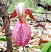 Lady's Slipper Orchid Seeds