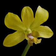 Light Yellow Dendrobium Orchid Seeds