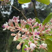 Malaysian Orchid Seeds
