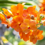 Orange Bell Orchid Seeds