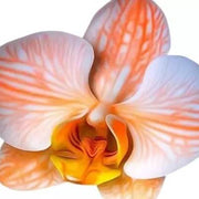 Orange White Phalaenopsis Orchid Seeds