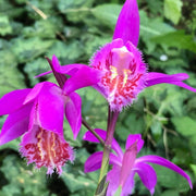 Pink Butterfly Orchid Seeds