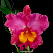 Pink Cattleya Orchid Seeds
