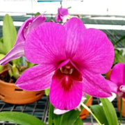 Pink Red Dendrobium Orchid Seeds