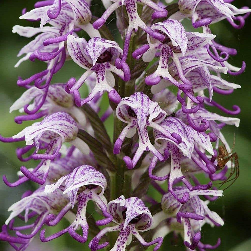 Purple Naked Man Orchid Seeds