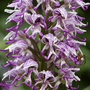 Purple Naked Man Orchid Seeds
