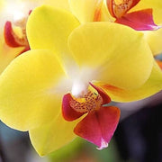 Red Yellow Phalaenopsis Orchid Seeds