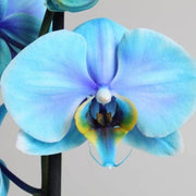 Sky Blue Orchid Seeds