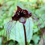 Tiger Orchid Seeds