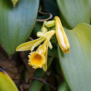 Vanilla Orchid Seeds
