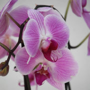 White Violet Phalaenopsis Orchid Seeds
