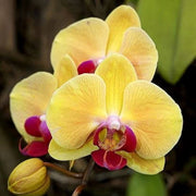 Yellow Pink Phalaenopsis Orchid Seeds