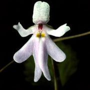 Baby Face Orchid Seeds