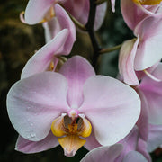 Baby Pink Orchid Seeds
