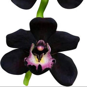 Black Butterfly Orchid Seeds