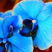 Blue Phalaenopsis Orchid Seeds