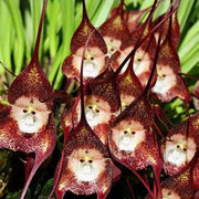 Dark Red Monkey Face Orchid Seeds