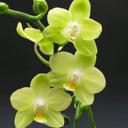 Green Orchid Seeds