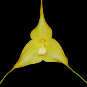 Green Monkey Face Orchid Seeds