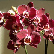 Maroon White Phalaenopsis Orchid Seeds