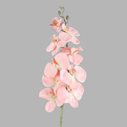 Pale Pink Orchid Seeds