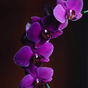 Purple Butterfly Orchid Seeds