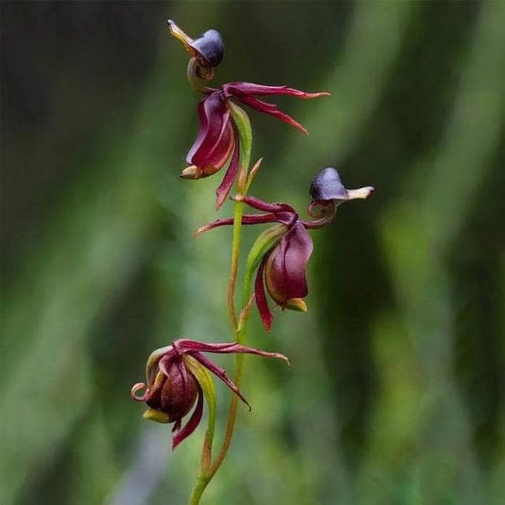Purple Flying Duck Orchid Seeds