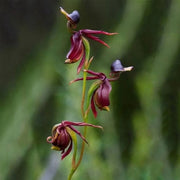 Purple Flying Duck Orchid Seeds