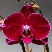 Red Phalaenopsis Orchid Seeds