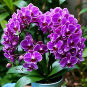 Violet Hydroponic Orchid Seeds