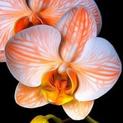 White Orange Orchid Seeds