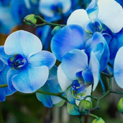 Blue Phalaenopsis Orchid Seeds