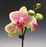 Green Pink Phalaenopsis Orchid Seeds