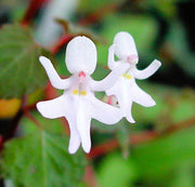 Baby Face Orchid Seeds