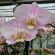 Baby Pink Orchid Seeds