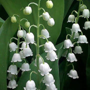 Bell Orchid Seeds