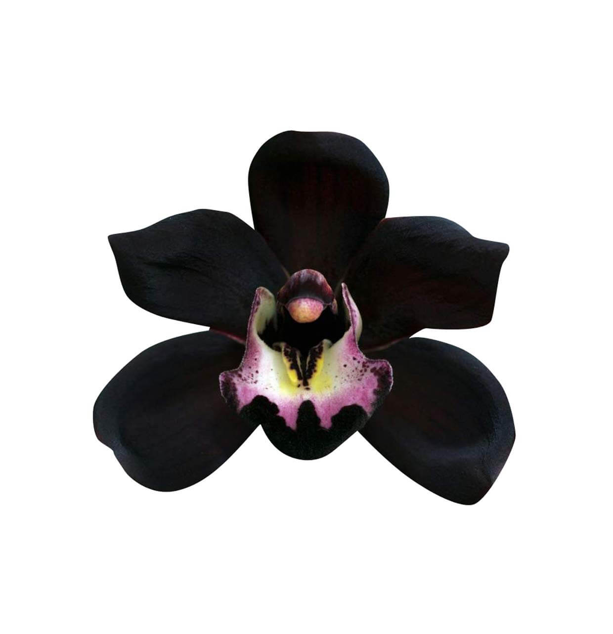 Black Butterfly Orchid Seeds