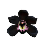 Black Butterfly Orchid Seeds
