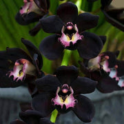 Black Cymbidium Orchid Seeds