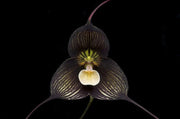 Black Monkey Face Orchid Seeds