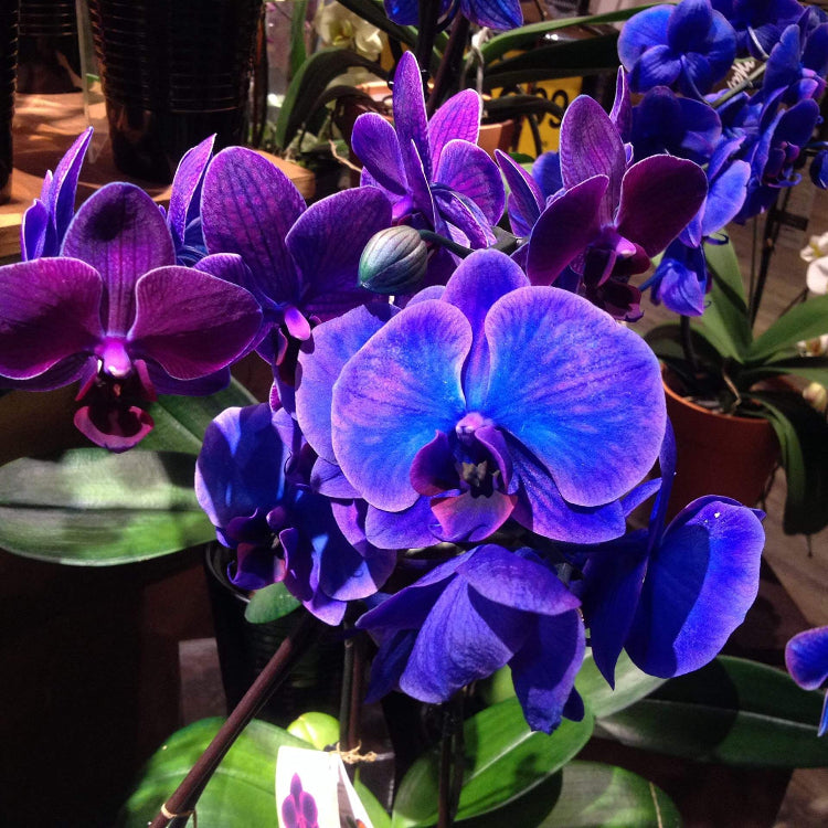 Blue-Purple Phalaenopsis Orchid Seeds