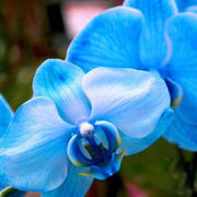 Blue Butterfly Orchid Seeds