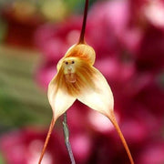 Brown Monkey Orchid Seeds