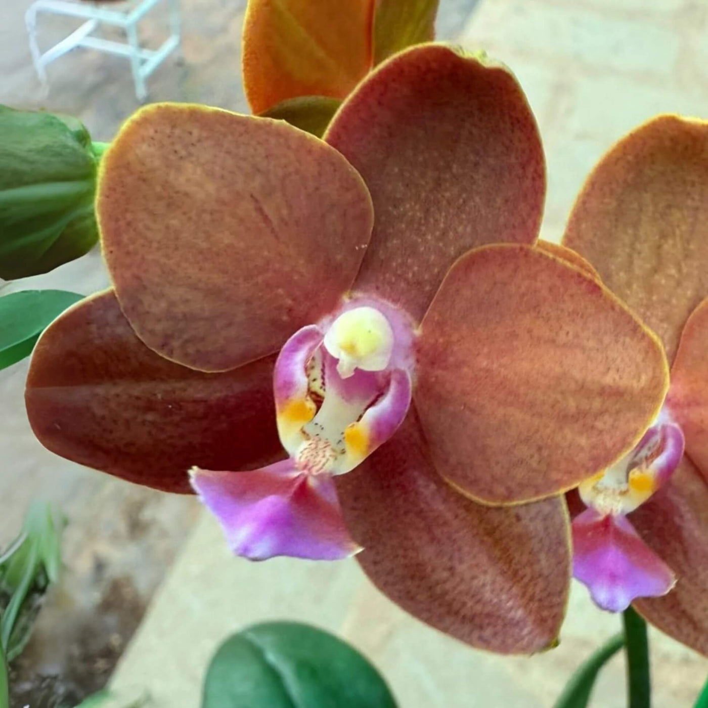 Brown Phalaenopsis Orchid Seeds