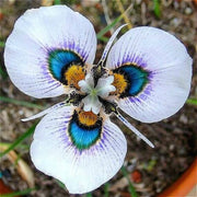 Butterfly Orchid Seeds