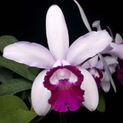Cattleya Intermedia Orchid Seeds