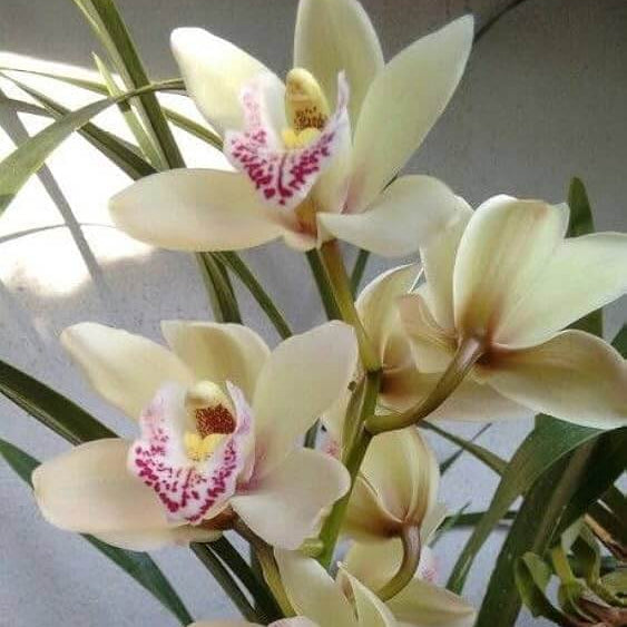 Cream Cymbidium Orchid Seeds