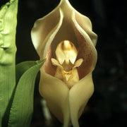 Cream Eggs Baby Orchid Seeds