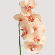 Cream Phalaenopsis Orchid Seeds