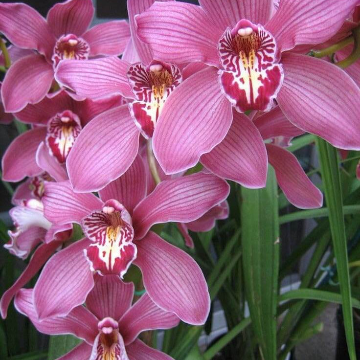 Cymbidium Maxillaria Rose Orchid Seeds